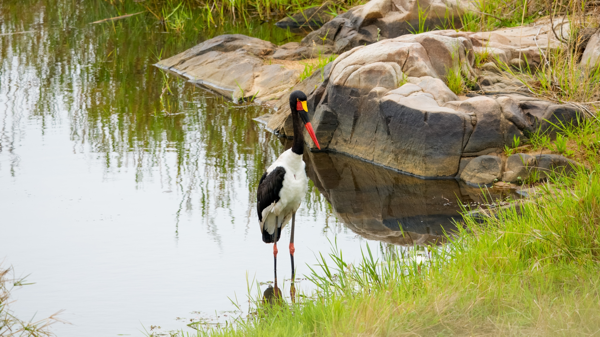 Kruger25 2025 10 30 10 02 52 ILCE 1M2 94